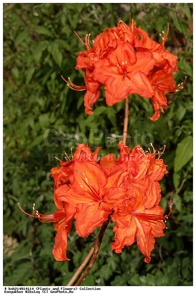 �����������, ���������� �������, ������ ��������, ��������, �����, ���������� ��������, �������, ������� ��������, ������, �����, DONE, ����������, Ericaceae, ������ ���������������, ������ ������, ������ ���������, ����������� ����������� ������ ������, ���� ���������, Rhododendron molle x Rhododendron calendulaceum x Rhododendron arborescens x Rhododendron occidentale, ������, ���������, ����������, ������������ ��������, ������������ ��������, ������������, ������������ �����������, �����������, ������������, ���������, �����, ����������, ������������ ��������, ������������ ��������, ������������, ������������, ������������, �����������, XYZ, ����������� ������, ����������� ����������� �����