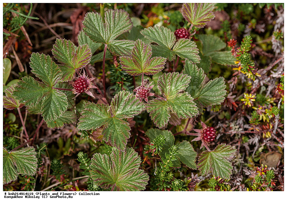 ����������� ������� ��������, ������, ���, ����� �����, ����������� �����, ������� ������, ������ ������, ���������, ������ ��������, �����, ���������� ��������, ������������ ��������, ������������ ��������, ����, �����, �����, �����, DONE, ����������� ������� ��������, ������, ���, ����� �����, ����������� �����, ������� ������, ������ ������, ������������, �������, �����������, Rosaceae, ���������, ��������� ������������, ��������� �����������, ������ �����������, Rubus arcticus, XYZ