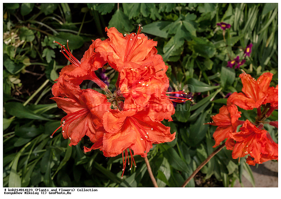 �����������, ���������� �������, ������ ��������, ��������, �����, ���������� ��������, �������, ������� ��������, ������, �����, DONE, ����������, Ericaceae, ������ ���������������, ������ ������, ������ ���������, ����������� ����������� ������ ������, ���� ���������, Rhododendron molle x Rhododendron calendulaceum x Rhododendron arborescens x Rhododendron occidentale, ������, ���������, ����������, ������������ ��������, ������������ ��������, ������������, ������������ �����������, �����������, ������������, ���������, �����, ����������, ������������ ��������, ������������ ��������, ������������, ������������, ������������, �����������, XYZ, ����������� ������, ����������� ����������� �����