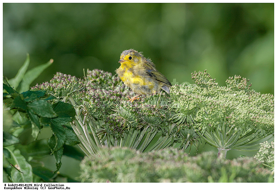 ����������� ������� ��������, ������, ���, ����� �����, ����������� �����, ������� ������, ������ ������, ��������, ��������, ��������, �����������, �����, �����, DONE, �������������, ������ ������, , XYZ