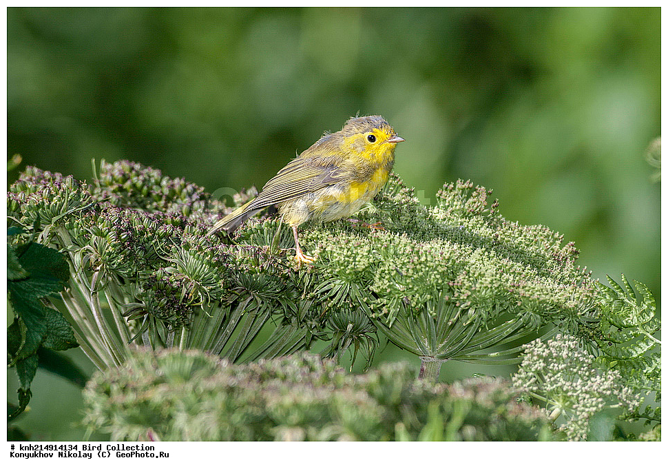 ����������� ������� ��������, ������, ���, ����� �����, ����������� �����, ������� ������, ������ ������, ��������, ��������, ��������, �����������, �����, �����, DONE, �������������, ������ ������, , XYZ