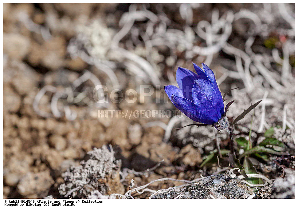 ����������� ������� ��������, ������, ���, ����� �����, ����������� �����, ������� ������, ������ ������, ���������, ������ ��������, �����, ���������� ��������, ������������ ��������, ������������ ��������, ������, �����, DONE, ���������������, Campanulaceae, ����������� ���������������, ����������� ��������������, ����������� ��������������, Campanula lasiocarpa, Campanula algida, Campanula latisepala, XYZ