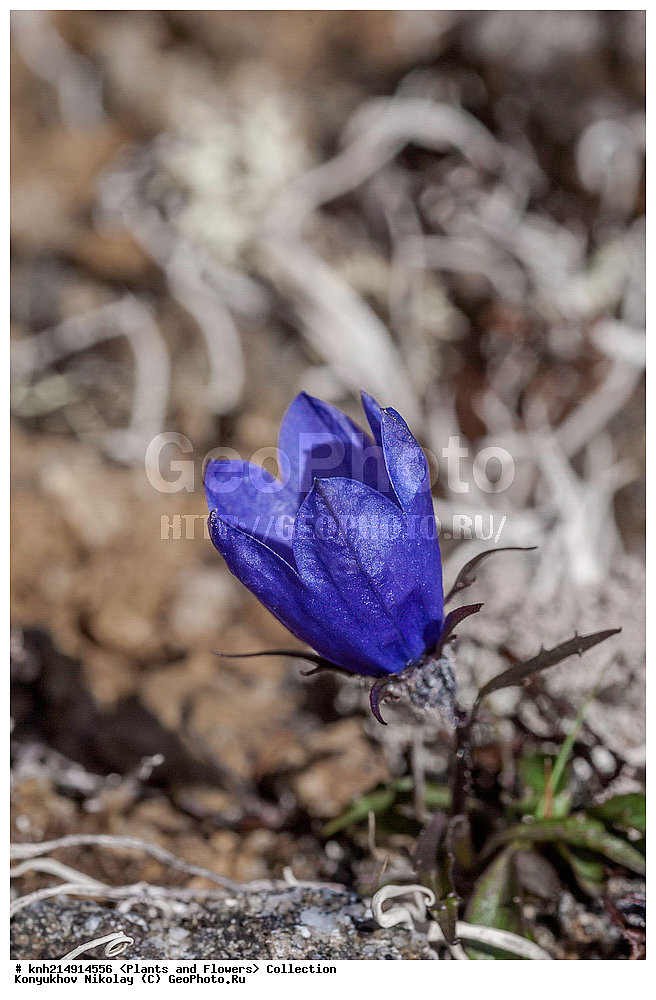 ����������� ������� ��������, ������, ���, ����� �����, ����������� �����, ������� ������, ������ ������, ���������, ������ ��������, �����, ���������� ��������, ������������ ��������, ������������ ��������, ������, �����, DONE, ���������������, Campanulaceae, ����������� ���������������, ����������� ��������������, ����������� ��������������, Campanula lasiocarpa, Campanula algida, Campanula latisepala, XYZ