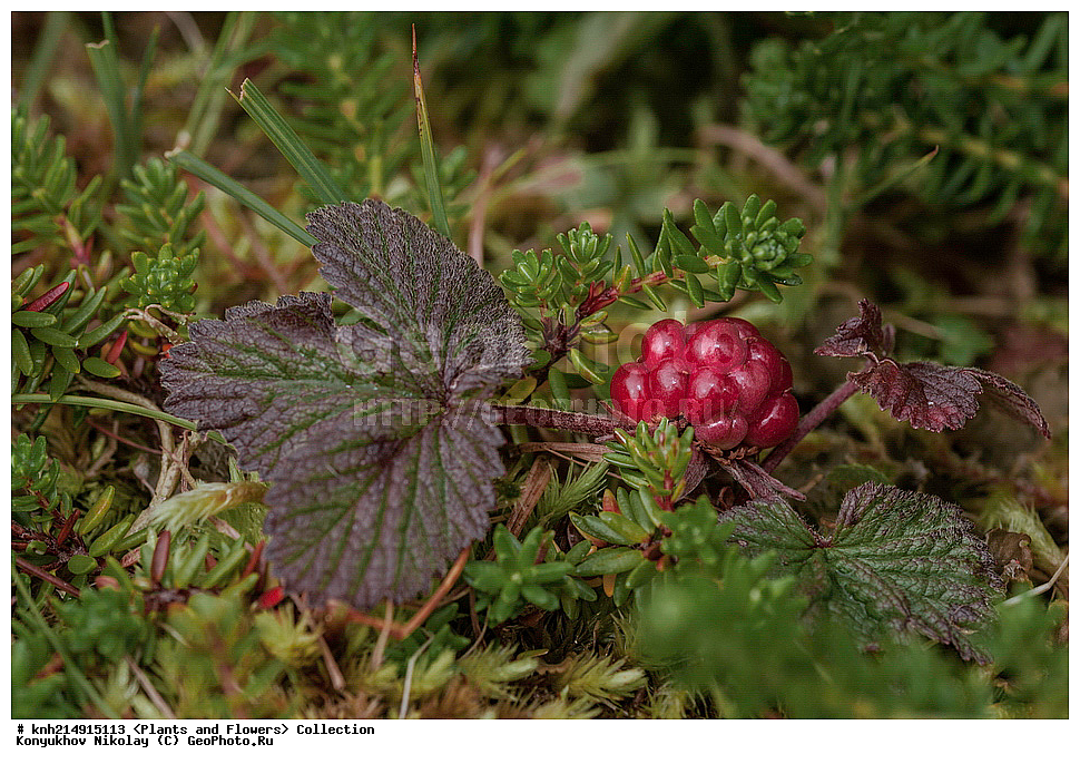 ����������� ������� ��������, ������, ���, ����� �����, ����������� �����, ������� ������, ������ ������, ���������, ������ ��������, �����, ���������� ��������, ������������ ��������, ������������ ��������, ����, �����, �����, �����, DONE, ����������� ������� ��������, ������, ���, ����� �����, ����������� �����, ������� ������, ������ ������, ������������, �������, �����������, Rosaceae, ���������, ��������� ������������, ��������� �����������, ������ �����������, Rubus arcticus, XYZ