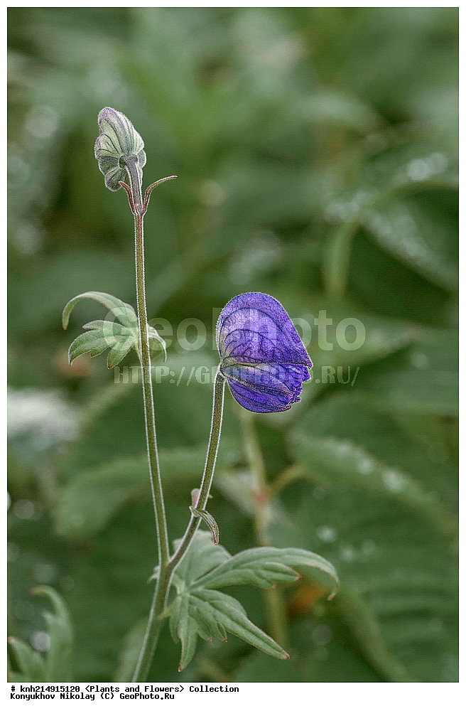 ����������� ������� ��������, ������, ���, ����� �����, ����������� �����, ������� ������, ������ ������, ���������, ������ ��������, �����, ���������� ��������, ������������ ��������, ������������ ��������, ������, �����, DONE, ����������� ������� ��������, ������, ���, ����� �����, ����������� �����, ������� ������, ������ ������, ���������, Ranunculaceae, ����� ����������������, ������ ����������������, ������ ��������������, ����� �����������������, ����� ��������������, ����� �����������������, Aconitum delphinifolium, XYZ