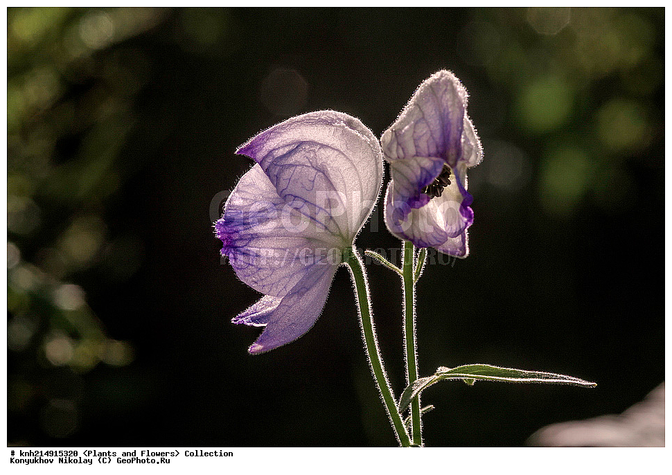 ����������� ������� ��������, ������, ���, ����� �����, ����������� �����, ������� ������, ������ ������, ���������, ������ ��������, �����, ���������� ��������, ������������ ��������, ������������ ��������, ������, �����, DONE, ����������� ������� ��������, ������, ���, ����� �����, ����������� �����, ������� ������, ������ ������, ���������, Ranunculaceae, ����� ����������������, ������ ����������������, ������ ��������������, ����� �����������������, ����� ��������������, ����� �����������������, Aconitum delphinifolium, XYZ