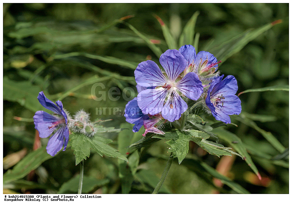 ����������� ������� ��������, ������, ���, ����� �����, ����������� �����, ������� ������, ������ ������, ���������, ������ ��������, �����, ���������� ��������, ������������ ��������, ������������ ��������, ������, �����, DONE, ����������� ������� ��������, ������, ���, ����� �����, ����������� �����, ������� ������, ������ ������, ����������, Geraniaceae, ������ ������������������, Geranium erianthum, XYZ