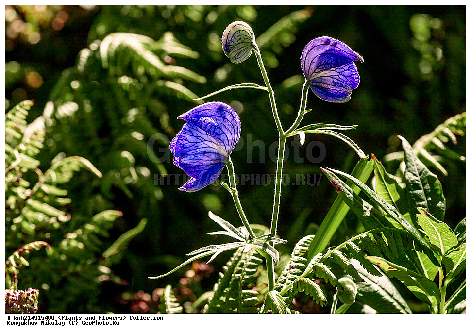 ����������� ������� ��������, ������, ���, ����� �����, ����������� �����, ������� ������, ������ ������, ���������, ������ ��������, �����, ���������� ��������, ������������ ��������, ������������ ��������, ������, �����, DONE, ����������� ������� ��������, ������, ���, ����� �����, ����������� �����, ������� ������, ������ ������, ���������, Ranunculaceae, ����� ����������������, ������ ����������������, ������ ��������������, ����� �����������������, ����� ��������������, ����� �����������������, Aconitum delphinifolium, XYZ