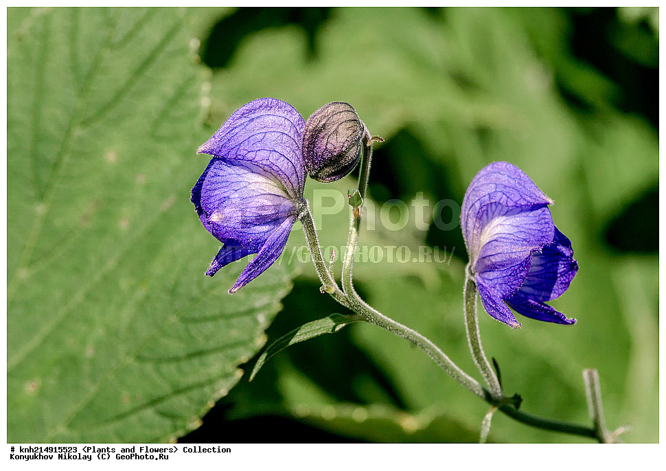 ����������� ������� ��������, ������, ���, ����� �����, ����������� �����, ������� ������, ������ ������, ���������, ������ ��������, �����, ���������� ��������, ������������ ��������, ������������ ��������, ������, �����, DONE, ����������� ������� ��������, ������, ���, ����� �����, ����������� �����, ������� ������, ������ ������, ���������, Ranunculaceae, ����� ����������������, ������ ����������������, ������ ��������������, ����� �����������������, ����� ��������������, ����� �����������������, Aconitum delphinifolium, XYZ