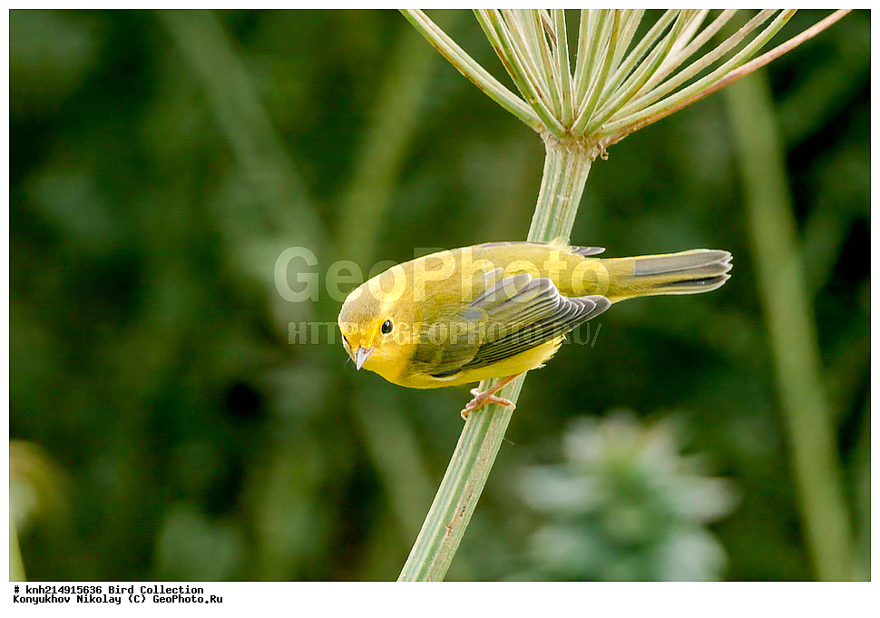 ����������� ������� ��������, ������, ���, ����� �����, ����������� �����, ������� ������, ������ ������, ��������, ��������, ��������, �����������, �����, �����, DONE, �������������, ������ ������, , XYZ