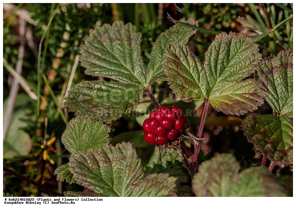 ����������� ������� ��������, ������, ���, ����� �����, ����������� �����, ������� ������, ������ ������, ���������, ������ ��������, �����, ���������� ��������, ������������ ��������, ������������ ��������, ����, �����, �����, �����, DONE, ����������� ������� ��������, ������, ���, ����� �����, ����������� �����, ������� ������, ������ ������, ������������, �������, �����������, Rosaceae, ���������, ��������� ������������, ��������� �����������, ������ �����������, Rubus arcticus, XYZ