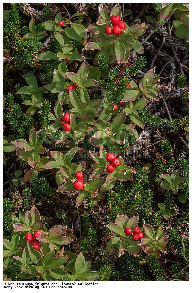 ����������� ������� ��������, ������, ���, ����� �����, ����������� �����, ������� ������, ������ ������, ���������, ������ ��������, �����, ���������� ��������, ������������ ��������, ������������ ��������, ����, �����, �����, �����, DONE, ����������� ������� ��������, ������, ���, ����� �����, ����������� �����, ������� ������, ������ ������, ���������, Cornaceae, ĸ��� ��������, ����� ��������, ������� ��������, Chamaepericlymenum suecicum, Cornus suecica, XYZ