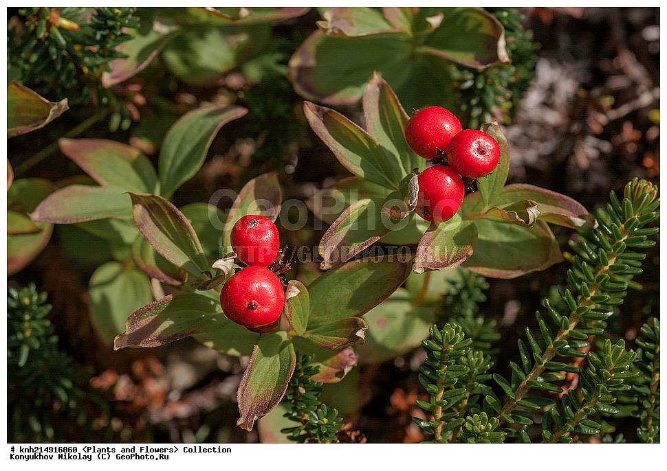 ����������� ������� ��������, ������, ���, ����� �����, ����������� �����, ������� ������, ������ ������, ���������, ������ ��������, �����, ���������� ��������, ������������ ��������, ������������ ��������, ����, �����, �����, �����, DONE, ����������� ������� ��������, ������, ���, ����� �����, ����������� �����, ������� ������, ������ ������, ���������, Cornaceae, ĸ��� ��������, ����� ��������, ������� ��������, Chamaepericlymenum suecicum, Cornus suecica, XYZ