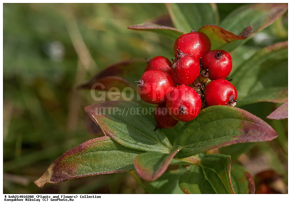 ����������� ������� ��������, ������, ���, ����� �����, ����������� �����, ������� ������, ������ ������, ���������, ������ ��������, �����, ���������� ��������, ������������ ��������, ������������ ��������, ����, �����, �����, �����, DONE, ����������� ������� ��������, ������, ���, ����� �����, ����������� �����, ������� ������, ������ ������, ���������, Cornaceae, ĸ��� ��������, ����� ��������, ������� ��������, Chamaepericlymenum suecicum, Cornus suecica, XYZ