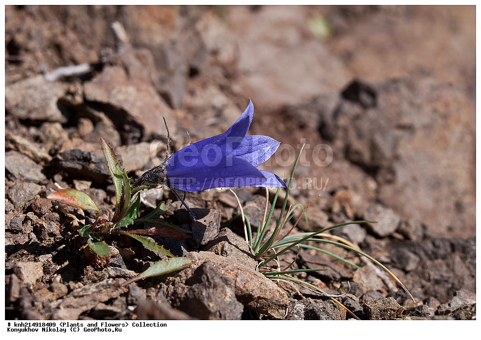 ����������� ������� ��������, ������, ���, ����� �����, ����������� �����, ������� ������, ������ ������, ���������, ������ ��������, �����, ���������� ��������, ������������ ��������, ������������ ��������, ������, �����, DONE, ���������������, Campanulaceae, ����������� ���������������, ����������� ��������������, ����������� ��������������, Campanula lasiocarpa, Campanula algida, Campanula latisepala, XYZ