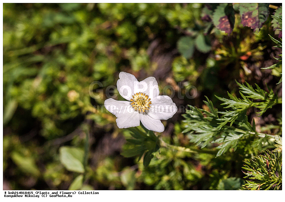 ������, ���, ��������, ������ ��������, �����, ���������� ��������, ������������ ��������, ������������ ��������, ������, �����, DONE, ���������, Ranunculaceae, �������� �����������������, ������� ������, ������������ �����������������, ��������� �����������������, ��������� ���������������, ��������� ������, ��������� �����������������, Anemonastrum narcissiflorum, Anemone laxa, Anemone narcissiflora, XYZ