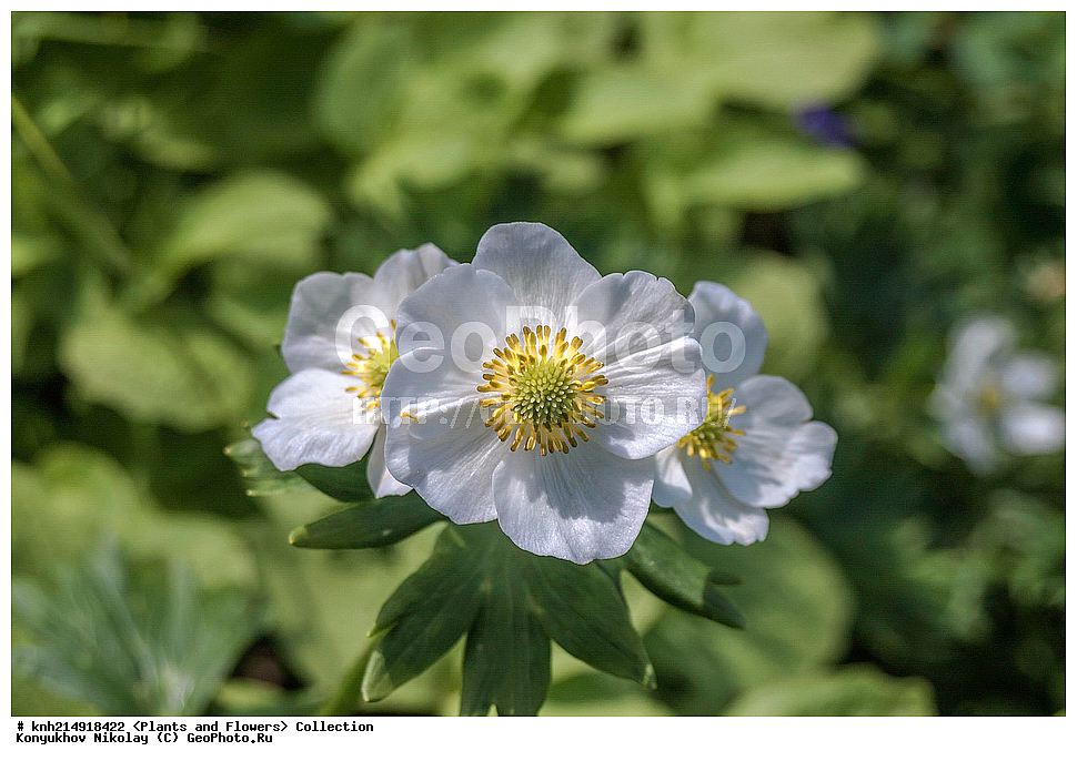 ������, ���, ��������, ������ ��������, �����, ���������� ��������, ������������ ��������, ������������ ��������, ������, �����, DONE, ���������, Ranunculaceae, �������� �����������������, ������� ������, ������������ �����������������, ��������� �����������������, ��������� ���������������, ��������� ������, ��������� �����������������, Anemonastrum narcissiflorum, Anemone laxa, Anemone narcissiflora, XYZ