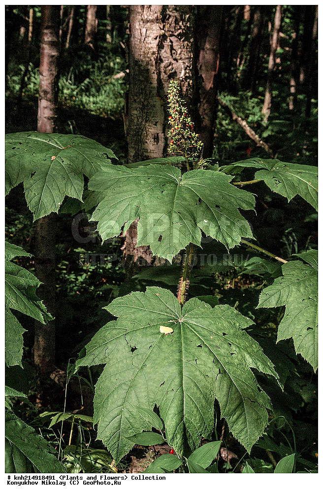 ������, ���, ��������, ������ ��������, �����, ���������� ��������, ������������ ��������, ������������ ��������, ����, �����, �����, �����, DONE, ���������, Araliaceae, �������� �����������, ���������� �������, Oplopanax horridus, XYZ