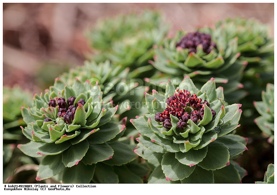  ����������� ������� ��������, ������, ���, ����� �����, ����������� �����, ������� ������, ������ ������, ���������, ������ ��������, �����, ���������� ��������, ������������ ��������, ������������ ��������, ������, �����, DONE, ����������� ������� ��������, ������, ���, ����� �����, ����������� �����, ������� ������, ������ ������, ������������,Crassulaceae, ������� �������, ������� �����������, ������� ��������, ������� ������, ������� ������, Rhodiola rosea, XYZ