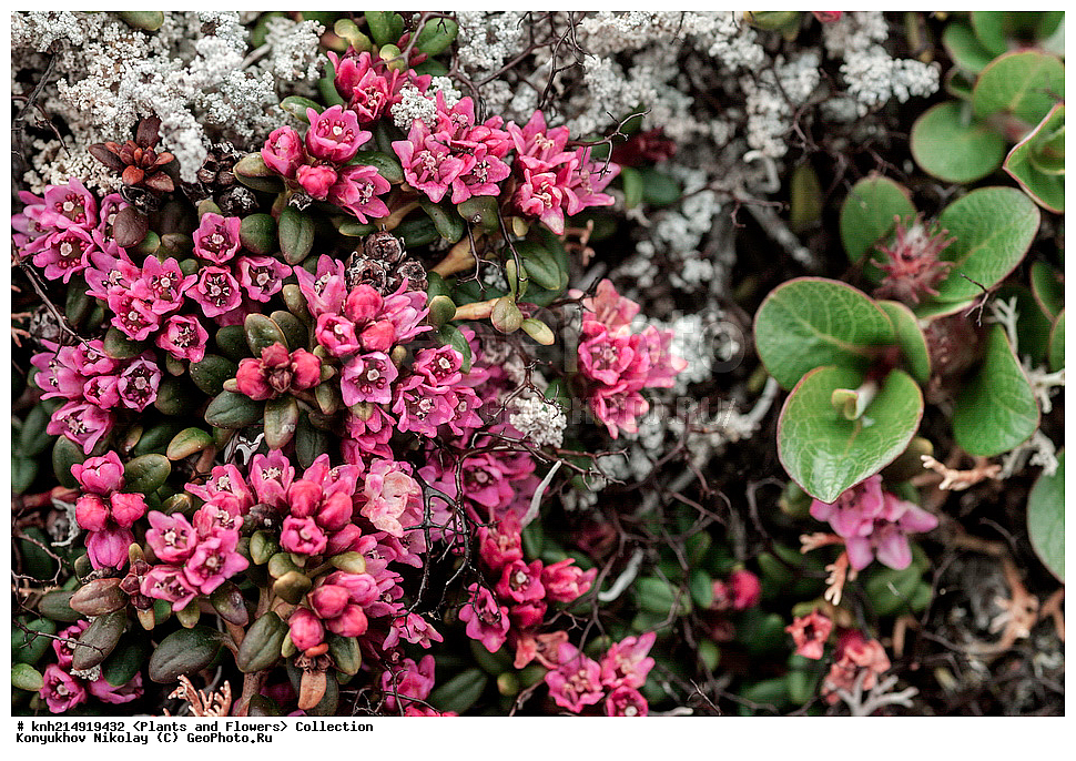 ����������� ������� ��������, ������, ���, ����� �����, ����������� �����, ������� ������, ������ ������, ���������, ������ ��������, �����, ���������� ��������, ������������ ��������, ������������ ��������, ������, �����, DONE, ����������, Ericaceae, ��������� �������, ���������� �������, ������� �������, ����������� �������, Loiseleuria procumbens, Azalea procumbens, Kalmia procumbens, Kalmia procumbens, XYZ