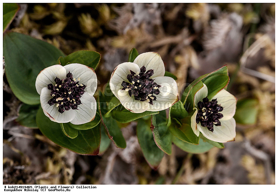 ����������� ������� ��������, ������, ���, ����� �����, ����������� �����, ������� ������, ������ ������, ���������, ������ ��������, �����, ���������� ��������, ������������ ��������, ������������ ��������, ����, �����, �����, �����, DONE, ����������� ������� ��������, ������, ���, ����� �����, ����������� �����, ������� ������, ������ ������, ���������, Cornaceae, ĸ��� ��������, ����� ��������, ������� ��������, Chamaepericlymenum suecicum, Cornus suecica, XYZ