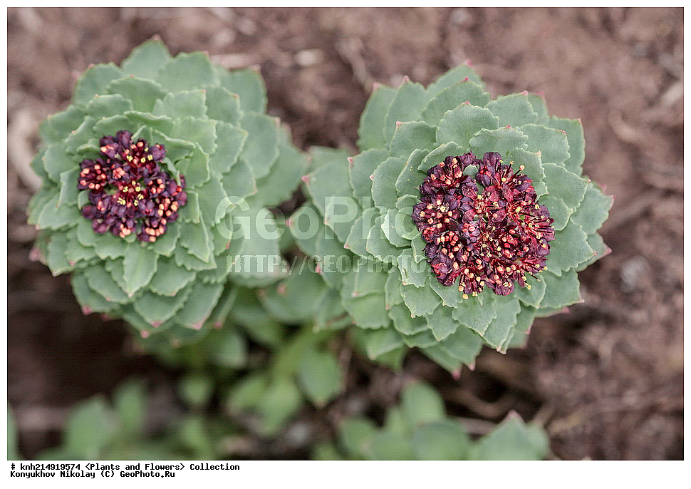  ����������� ������� ��������, ������, ���, ����� �����, ����������� �����, ������� ������, ������ ������, ���������, ������ ��������, �����, ���������� ��������, ������������ ��������, ������������ ��������, ������, �����, DONE, ����������� ������� ��������, ������, ���, ����� �����, ����������� �����, ������� ������, ������ ������, ������������,Crassulaceae, ������� �������, ������� �����������, ������� ��������, ������� ������, ������� ������, Rhodiola rosea, XYZ