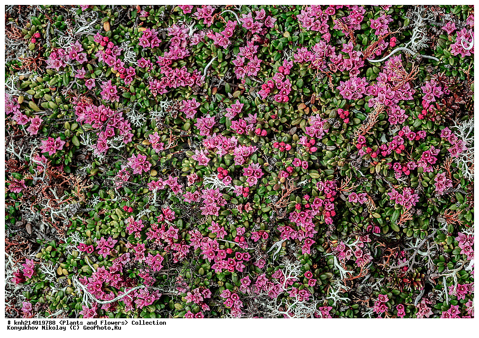 ����������� ������� ��������, ������, ���, ����� �����, ����������� �����, ������� ������, ������ ������, ���������, ������ ��������, �����, ���������� ��������, ������������ ��������, ������������ ��������, ������, �����, DONE, ����������, Ericaceae, ��������� �������, ���������� �������, ������� �������, ����������� �������, Loiseleuria procumbens, Azalea procumbens, Kalmia procumbens, Kalmia procumbens, XYZ