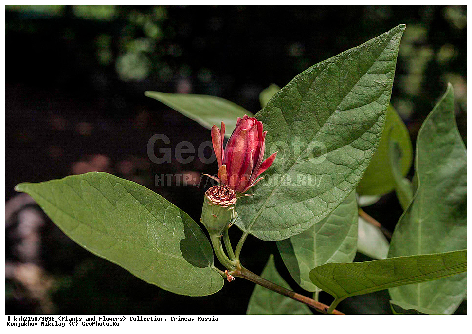 ���, ����� �����, ����, ������, ��������, �����, ������ ��������, ���������� ��������, ������� ��������, ������� ��������, ������, �����, DONE, ������������, Calycanthaceae, �������� ��������, ����������� ��������, ���������� ����������, Calycanthus floridus, �������� ����������, ���������, ������ ����, ��������� ������������ ���, ������, ��������� ������������ ���, ������, XYZ