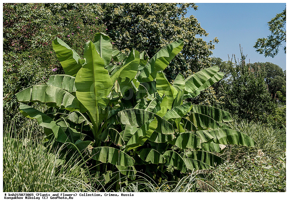  ���, ����� �����, ����, ������, ��������, �����, ������ ��������, ���������� ��������, ������� ��������, ������� ��������, ������, �����, DONE, ���������, Musaceae, ����� �������, �����, Musa x paradisiaca, Musa acuminata x Musa balbisiana, �������� ����������, ���������, ������ ����, ��������� ������������ ���, ������, ��������� ������������ ���, ������, XYZ