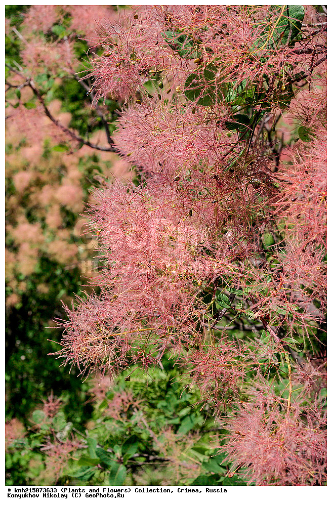  ����, ������, ��������, �����, ������ ��������, ���������� ��������, ������������ ��������, ������������ ��������, ����, �����, DONE, ������������, ���������, Anacardiaceae, ������� ����������, ������� ������������, ���������, �����������, ���������� ������, ����������, ���-������, ��������� ������, ������� ���������, �����, ����������, Ƹ���� ������, ������ ������, ������� ����������, ���������� ������ ������, ��������� ������, ���������, ������������ �����, Cotinus coggygria, Rhus cotinus, �������� ����������, ���������, ������ ����, XYZ