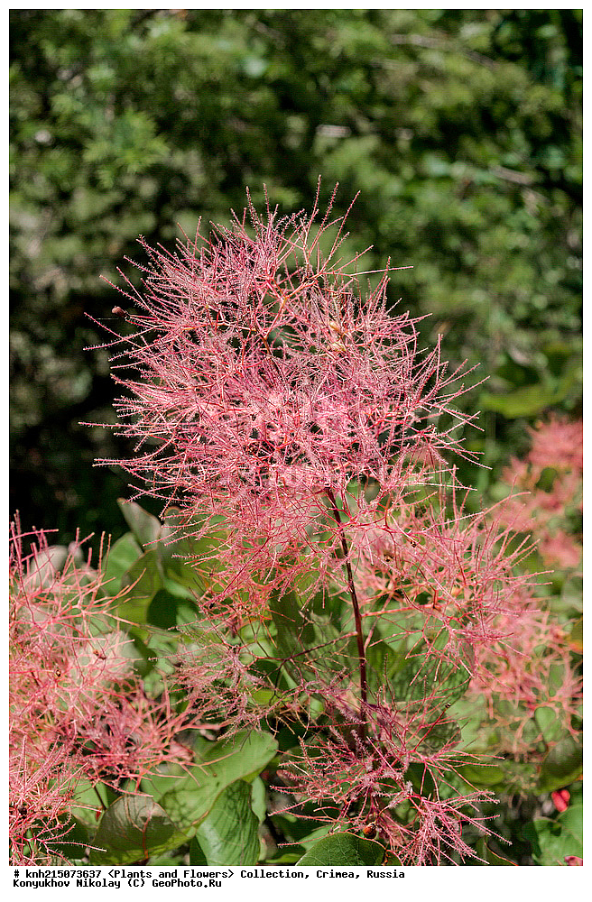  ����, ������, ��������, �����, ������ ��������, ���������� ��������, ������������ ��������, ������������ ��������, ����, �����, DONE, ������������, ���������, Anacardiaceae, ������� ����������, ������� ������������, ���������, �����������, ���������� ������, ����������, ���-������, ��������� ������, ������� ���������, �����, ����������, Ƹ���� ������, ������ ������, ������� ����������, ���������� ������ ������, ��������� ������, ���������, ������������ �����, Cotinus coggygria, Rhus cotinus, �������� ����������, ���������, ������ ����, XYZ