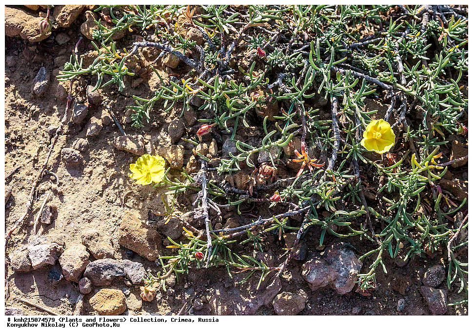 ���, ����� �����, ����, ������, ��������, �����, ������ ��������, ���������� ��������, ������������ ��������, ������������ ��������, ������, �����, DONE, ������������, Cistaceae, ������ �������, Fumana procumbens, Cistus fumana, Cistus nudiflorus, Fumana nudifolia, Fumana vulgaris, Helianthemum fumana, Helianthemum procumbens, �������� ����������, ���������, ������ ����, XYZ
