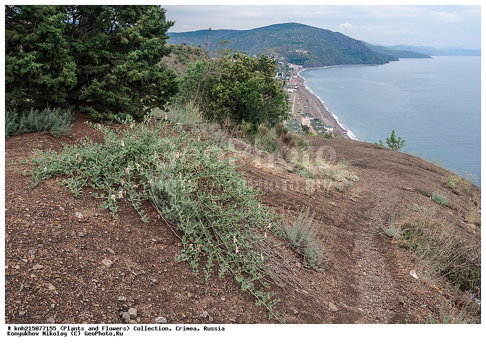 ���, ����� �����, ����, ������, ��������, �����, ������ ��������, ���������� ��������, ������������ ��������, ������������ ��������, ������, �����, DONE, ����������, Capparaceae, ������� �����������, ������� �������, ������� �����������, ��������� �������, Capparis herbacea, Capparis spinosa, �������� ����������, ���������, ������ ����, XYZ