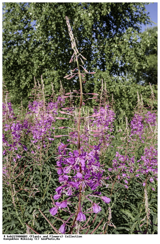 ����������, ���������� �������, ��������� �����, ����������, ������, ��������, �����, ������ ��������, ���������� ��������, ������������ ��������, ������������ ��������, ������, �����, DONE, ���������, Ranunculaceae, ����-��� �����������, ����-��� ������������, ������ �����������, �������� �����������, Chamaenerion angustifolium, Chamerion angustifolium, Epilobium angustifolium, XYZ