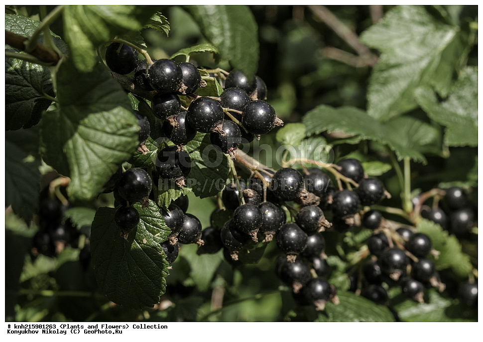 ����������, ���������� �������, ��������� �����, ����������, ������, ��������, �����, ������ ��������, ���������� ��������, ������� ��������, ������������ ��������, ������������ ��������, ������� ��������, ������� ��������, �������������������� ��������, ���������� ��������, ���������� ��������, ������������, ������������, �����, ������, ����, �����, DONE, �������������, Grossulariaceae, ��������� ������, ��������� ������, ׸���� ���������, ������ ���������, Ribes nigrum, XYZ