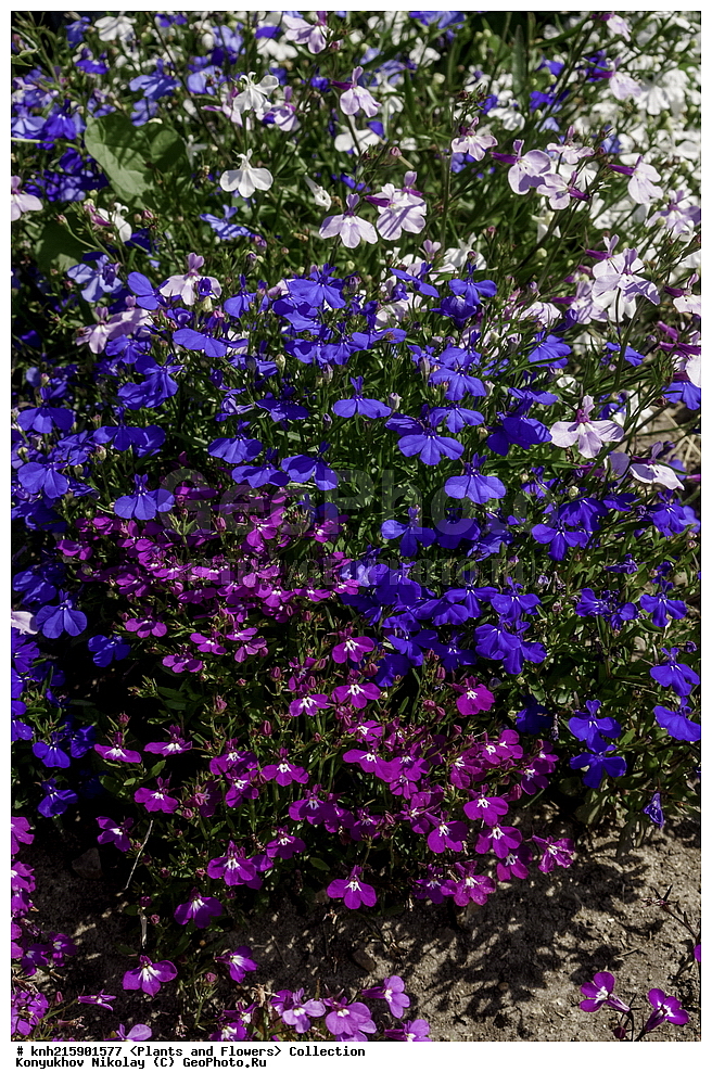 �����������, ���������� �������, ������, ������ ��������, �����, ���������� ��������, ������� ��������, ������� ��������, ������, �����, DONE, ����������, Lobeliaceae, ������� ����������������, ������� ���������, ������� ���������, ������� �������, ������� �����, ������� ������, Lobelia erinus, ������, XYZ, ����������� ������, ����������� ����������� �����