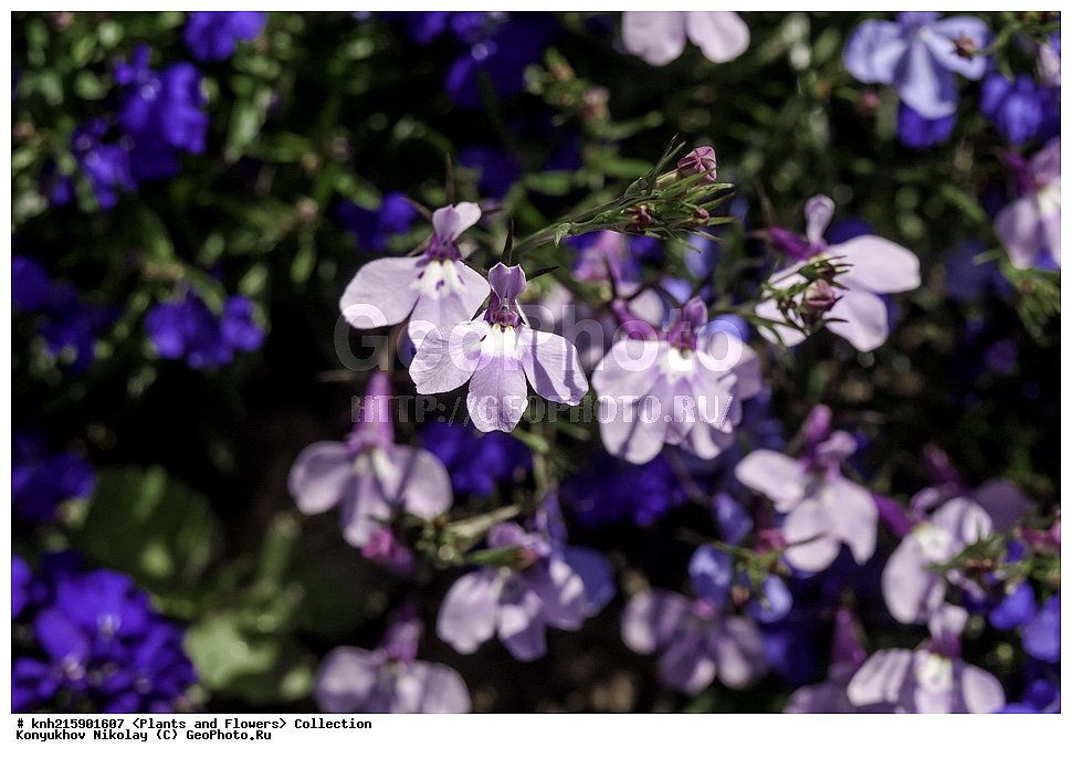 �����������, ���������� �������, ������, ������ ��������, �����, ���������� ��������, ������� ��������, ������� ��������, ������, �����, DONE, ����������, Lobeliaceae, ������� ����������������, ������� ���������, ������� ���������, ������� �������, ������� �����, ������� ������, Lobelia erinus, ������, XYZ, ����������� ������, ����������� ����������� �����