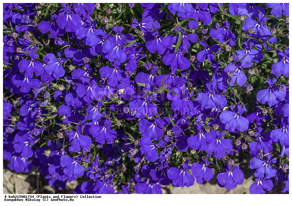 �����������, ���������� �������, ������, ������ ��������, �����, ���������� ��������, ������� ��������, ������� ��������, ������, �����, DONE, ����������, Lobeliaceae, ������� ����������������, ������� ���������, ������� ���������, ������� �������, ������� �����, ������� ������, Lobelia erinus, ������, XYZ, ����������� ������, ����������� ����������� �����