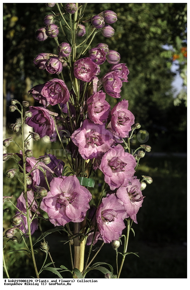 �����������, ���������� �������, ������, ������ ��������, �����, ���������� ��������, ������� ��������, ������� ��������, ������, �����, DONE, ���������, Ranunculaceae, ���������� ������� ���������, Delphinium x elatum, Delphinium x hybridum, ������, XYZ, ����������� ������, ����������� ����������� �����