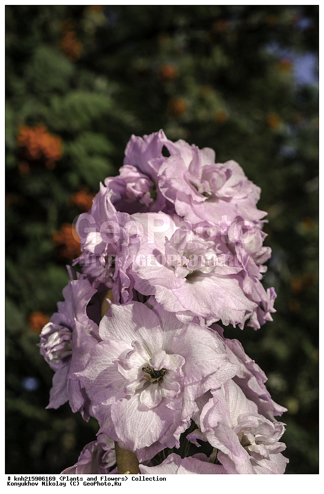 �����������, ���������� �������, ������, ������ ��������, �����, ���������� ��������, ������� ��������, ������� ��������, ������, �����, DONE, ���������, Ranunculaceae, ���������� ������� ���������, Delphinium x elatum, Delphinium x hybridum, ������, XYZ, ����������� ������, ����������� ����������� �����