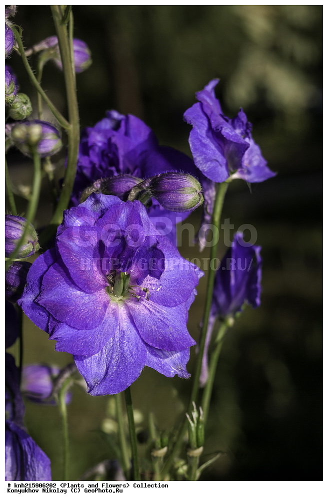 �����������, ���������� �������, ������, ������ ��������, �����, ���������� ��������, ������� ��������, ������� ��������, ������, �����, DONE, ���������, Ranunculaceae, ���������� ������� ���������, Delphinium x elatum, Delphinium x hybridum, ������, XYZ, ����������� ������, ����������� ����������� �����