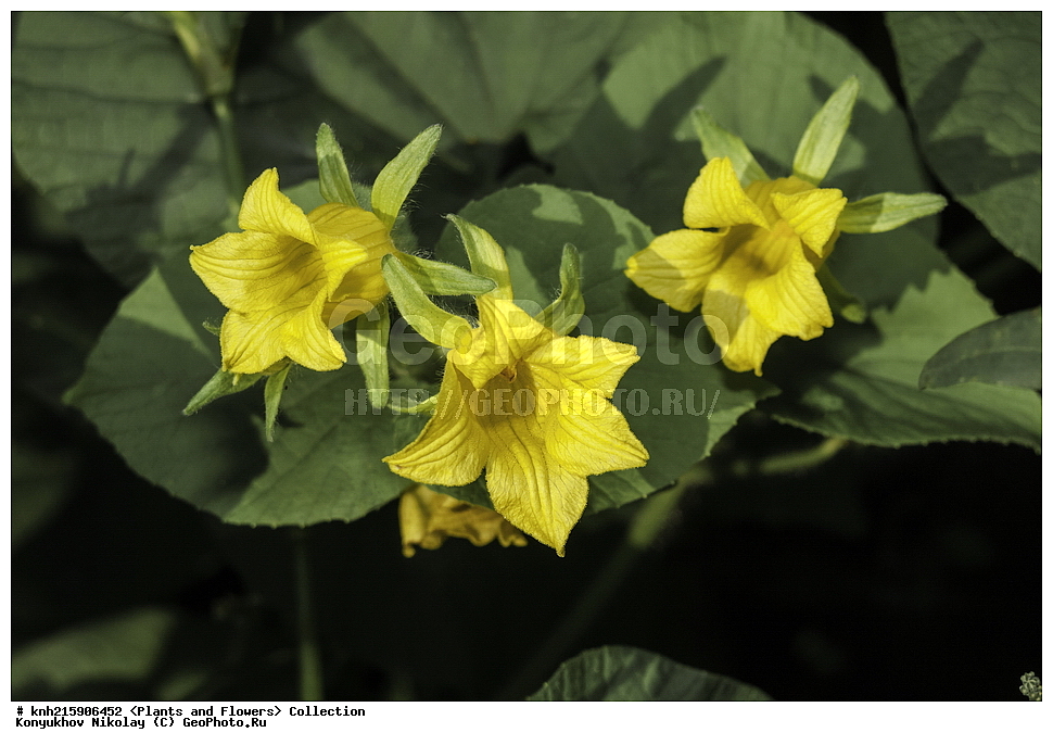 ����������, ���������� �������, ��������� �����, ����������, ������, ��������, �����, ������ ��������, ���������� ��������, ������� ��������, ������� ��������, ������, �����, DONE, ���������, Cucurbitaceae, ��������� ������������, ������� ������, Thladiantha dubia,������� ������, ���������� ������, ������� ��������, XYZ