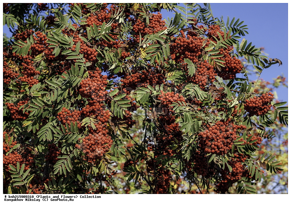 �����������, ���������� �������, ������, ������ ��������, �����, ���������� ��������, ������� ��������, ������� ��������, ������, �����, ������������ ��������, ������������ ��������, DONE, ������������, �������, �����������, Rosaceae, ������ ������������, Sorbus aucuparia, ������, XYZ, ����������� ������, ����������� ����������� �����