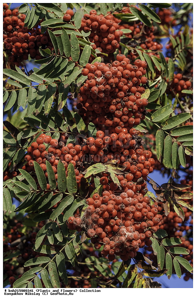 �����������, ���������� �������, ������, ������ ��������, �����, ���������� ��������, ������� ��������, ������� ��������, ������, �����, ������������ ��������, ������������ ��������, DONE, ������������, �������, �����������, Rosaceae, ������ ������������, Sorbus aucuparia, ������, XYZ, ����������� ������, ����������� ����������� �����