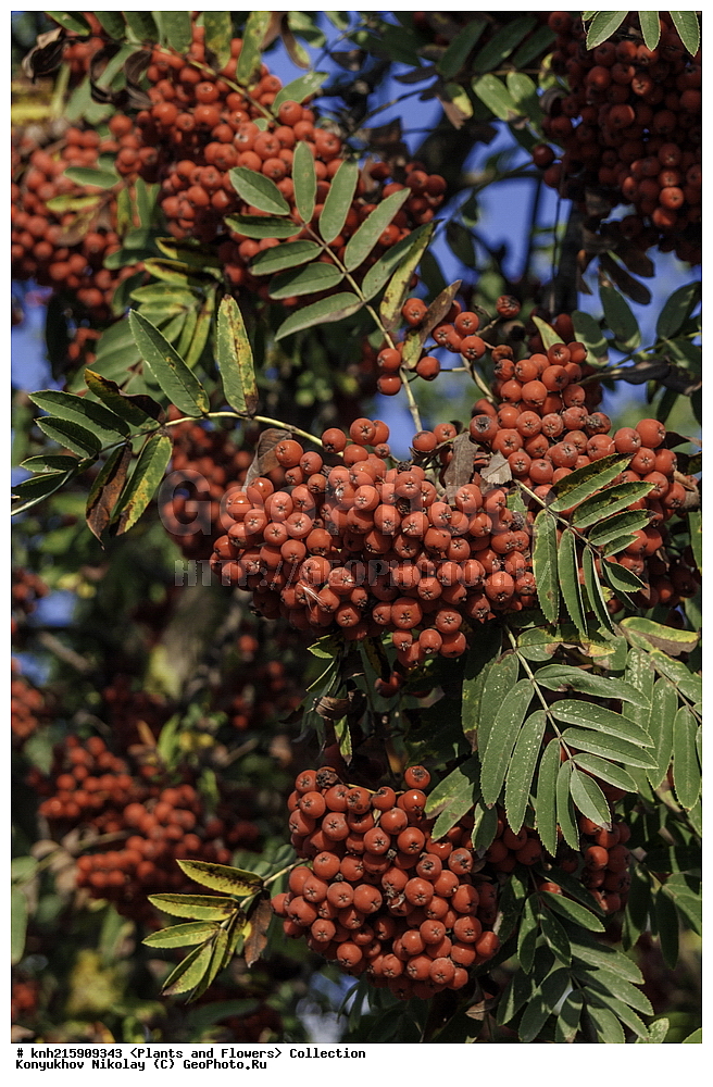 �����������, ���������� �������, ������, ������ ��������, �����, ���������� ��������, ������� ��������, ������� ��������, ������, �����, ������������ ��������, ������������ ��������, DONE, ������������, �������, �����������, Rosaceae, ������ ������������, Sorbus aucuparia, ������, XYZ, ����������� ������, ����������� ����������� �����