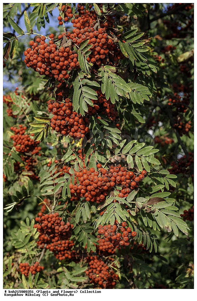 �����������, ���������� �������, ������, ������ ��������, �����, ���������� ��������, ������� ��������, ������� ��������, ������, �����, ������������ ��������, ������������ ��������, DONE, ������������, �������, �����������, Rosaceae, ������ ������������, Sorbus aucuparia, ������, XYZ, ����������� ������, ����������� ����������� �����