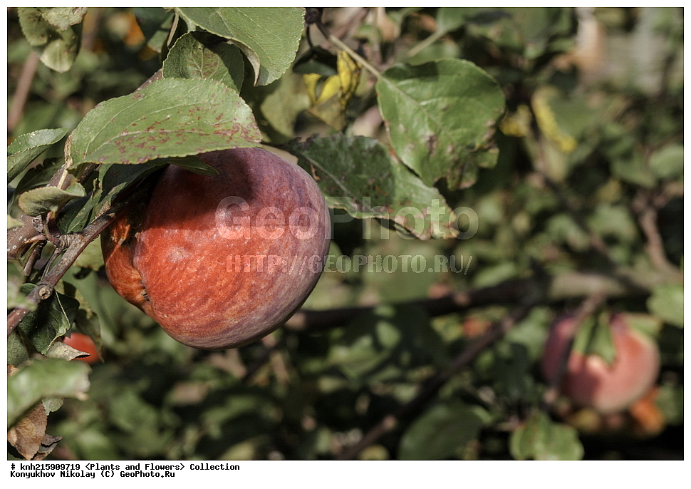 �����������, ���������� �������, ������, ������ ��������, �����, ���������� ��������, ������� ��������, ������� ��������, ����, �����, �����, �����, �������������������� ��������, ���������� ��������, ���������� ��������, ������������, ������������, DONE, ������������, �������, �����������, Rosaceae, ������ ��������, ������ ����������, Malus domestica, ������, XYZ, ����������� ������, ����������� ����������� �����