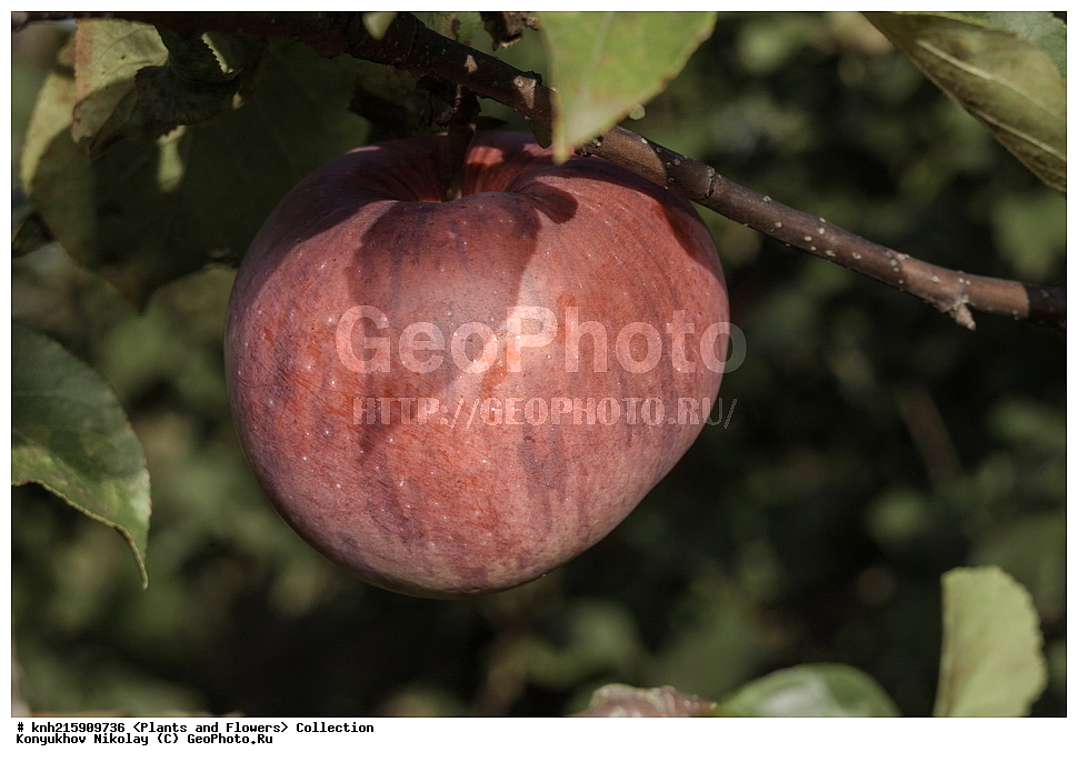 �����������, ���������� �������, ������, ������ ��������, �����, ���������� ��������, ������� ��������, ������� ��������, ����, �����, �����, �����, �������������������� ��������, ���������� ��������, ���������� ��������, ������������, ������������, DONE, ������������, �������, �����������, Rosaceae, ������ ��������, ������ ����������, Malus domestica, ������, XYZ, ����������� ������, ����������� ����������� �����