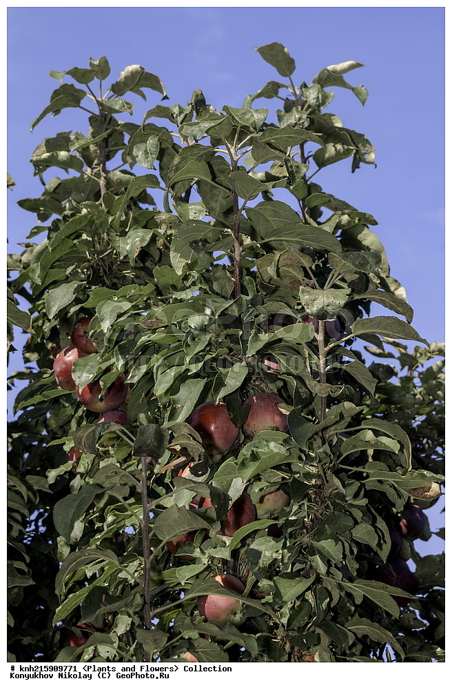 �����������, ���������� �������, ������, ������ ��������, �����, ���������� ��������, ������� ��������, ������� ��������, ����, �����, �����, �����, �������������������� ��������, ���������� ��������, ���������� ��������, ������������, ������������, DONE, ������������, �������, �����������, Rosaceae, ������ ��������, ������ ����������, Malus domestica, ������, XYZ, ����������� ������, ����������� ����������� �����