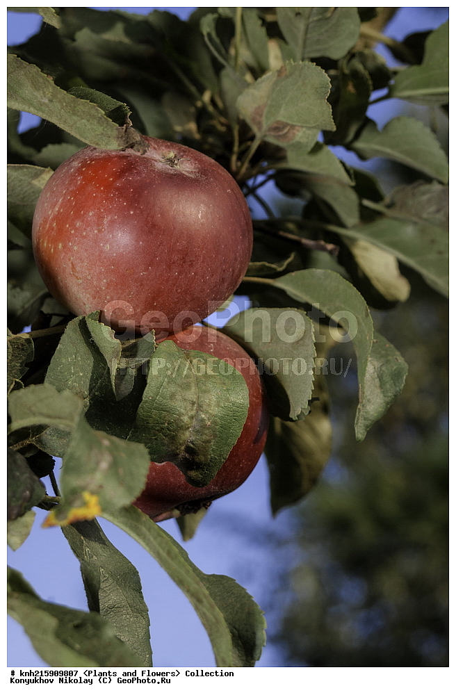 �����������, ���������� �������, ������, ������ ��������, �����, ���������� ��������, ������� ��������, ������� ��������, ����, �����, �����, �����, �������������������� ��������, ���������� ��������, ���������� ��������, ������������, ������������, DONE, ������������, �������, �����������, Rosaceae, ������ ��������, ������ ����������, Malus domestica, ������, XYZ, ����������� ������, ����������� ����������� �����